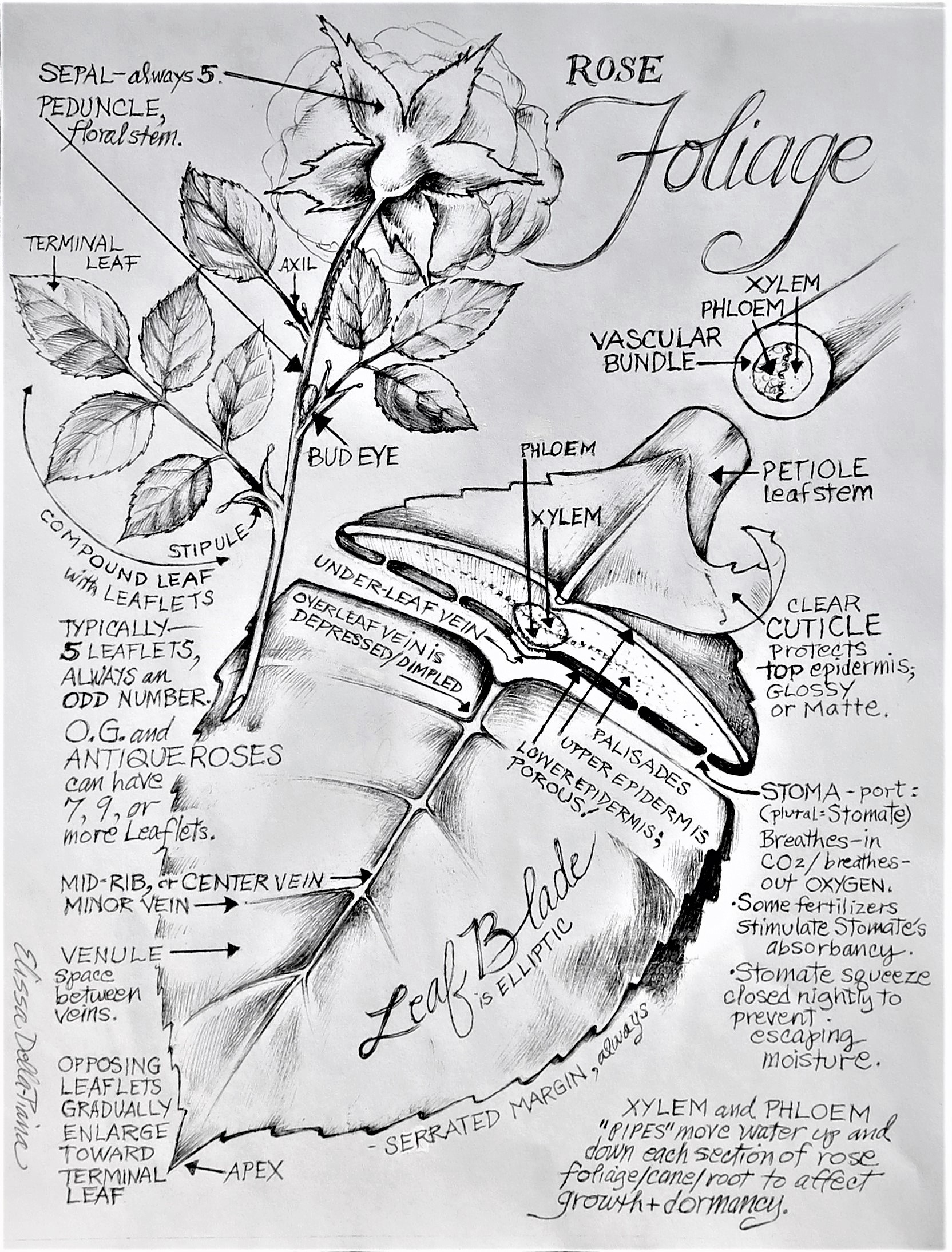 Resources - RHODE ISLAND ROSE SOCIETY